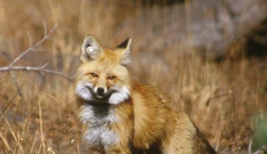 Fotograf nie mógł uwierzyć. Kamera uchwyciła jednego z najrzadszych lisów