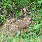 Fotopułapka zarejestrowała najszybsze lądowe zwierzę. Wiesz jak się nazywa? 