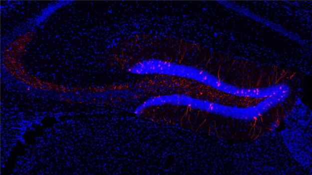 Fragment hipokampa myszy. Na czerwono oznaczone są neurony uczestniczące w badanym procesie uczenia się /Havekes l\Lab / University of Groningen /Materiały prasowe