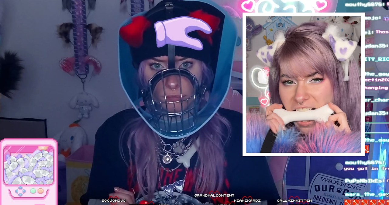 fragment transmisji @MEOWDALYN na Twitchu /materiały prasowe