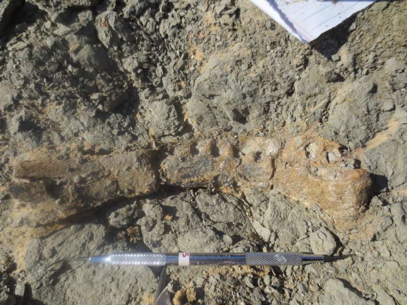Fragmenty szkieletu Mansourasaurus shahinae /fot. Uniwersytet Mansoura /materiały prasowe