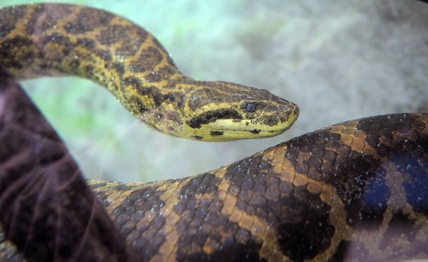 Francja: Anakonda odkryta przez dzieci w strumieniu