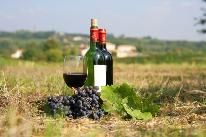 Francja będzie niszczyła wino i karczowała winnice. Spadł popyt i wzrosła nadwyżka /123RF/PICSEL