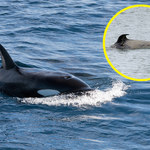 Francja. Orka oceaniczna, która wpłynęła do Sekwany, nie żyje