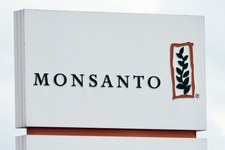 Francja: Skandal wokół Monsanto. Tym razem ochrona danych