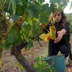 Francja: Winobranie rozpoczęte: zbiory będą mniejsze, ale jakość wysoka