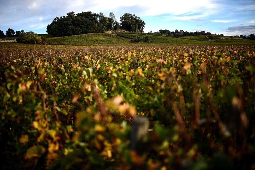 Francuscy producenci wina są zmuszeni do zmniejszenia areału upraw /Christophe ARCHAMBAULT  /AFP