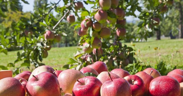 Francuscy rolnicy obawiają się inwazji polskich jabłek /&copy;123RF/PICSEL