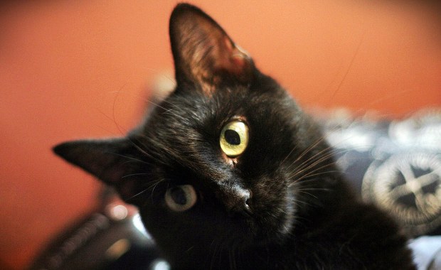 Francuski eksperyment: koty skłaniają uczniów do lepszej nauki!