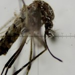 Francuskie władze boją się epidemii wirusa Zika. Będą tępić komary tygrysie