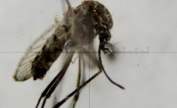 Francuskie władze boją się epidemii wirusa Zika. Będą tępić komary tygrysie