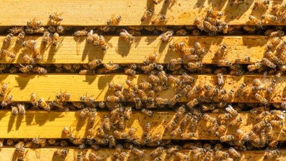 Francuzi bronią pszczół. Rekordowa liczba podpisów pod petycją