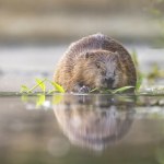 Francuzi już niemal się poddali. Inżynierowie wzięli przykład z bobrów