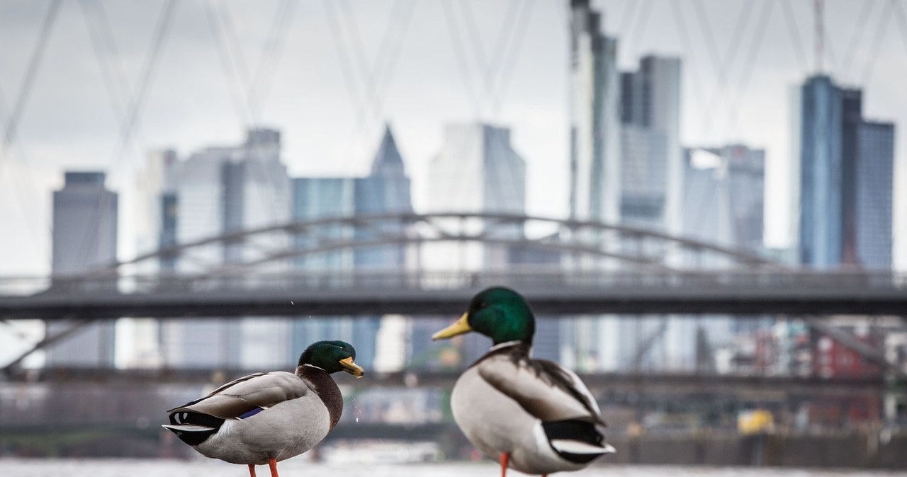 Frankfurt nad Menem został doceniony /AFP