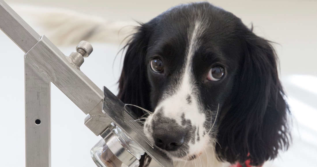 Freya - jeden z angielskich spanielów wytrenowanych do wyczuwania malarii /Fot. Medical Detection Dogs /materiały prasowe