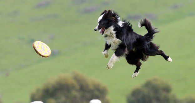 Frisbee to bardzo widowiskowy sport... /East News