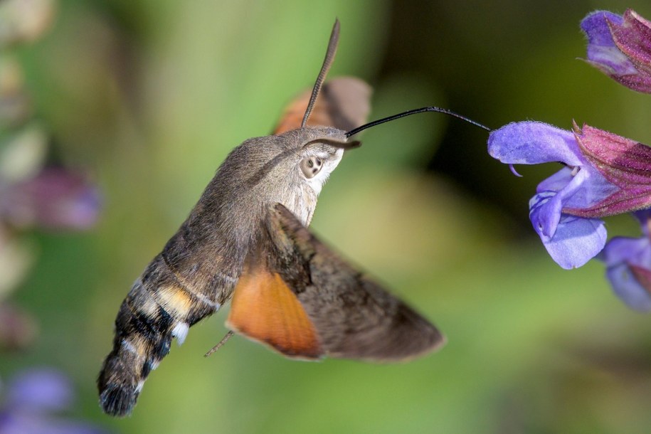 Fruczak gołąbek – „polski koliber” w polskich ogrodach. Gdzie go spotkać? /Shutterstock