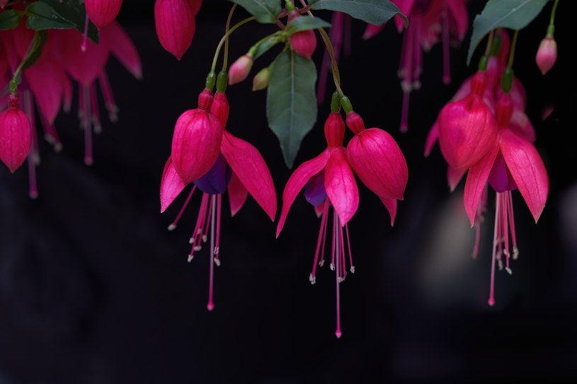 Fuksja to roślina słynąca z ozdobnych kwiatów. Jest jednak wrażliwa na mróz i nie przetrwa zimy na zewnątrz /pixabay.com