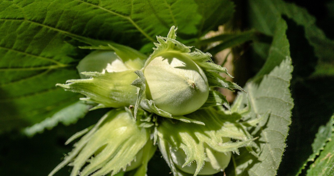 Фундук, або ліщина - це один із найстаріших і найпоширеніших горіхів у світі /pixabay.com