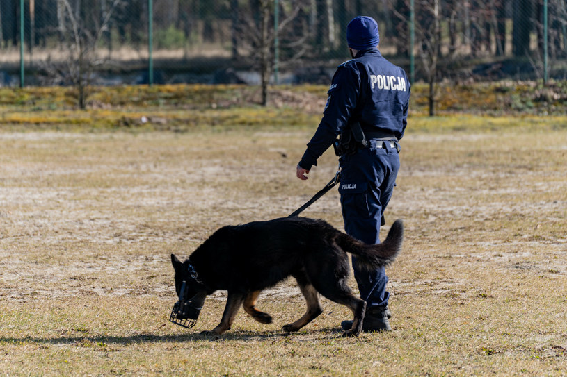 Funkcjonariusze otrzymują ryczałt na opiekę nad psami, które zakończyły służbę. Zdj. ilustracyjne /News Lubuski /East News