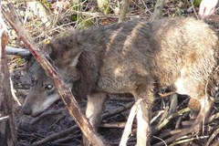 Funkcjonariusze z Placówki Straży Granicznej w Węgorzewie uratowali wilka