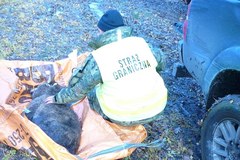 Funkcjonariusze z Placówki Straży Granicznej w Węgorzewie uratowali wilka