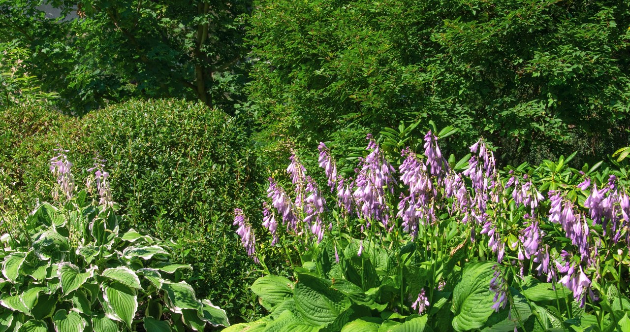 Funkia Siebolda ozdobi ogród na wiosnę pięknymi kwiatami /Pixel