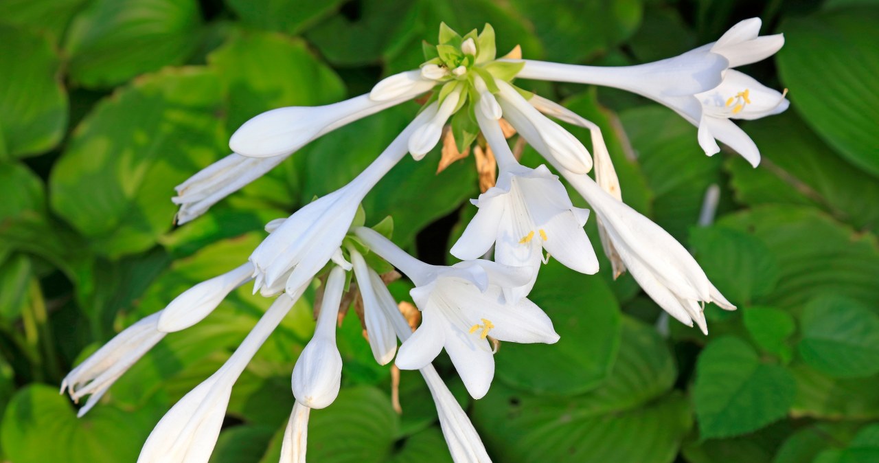 Funkia Siebolda to jeden z lepszych kwiatów do ogrodu /Pixel