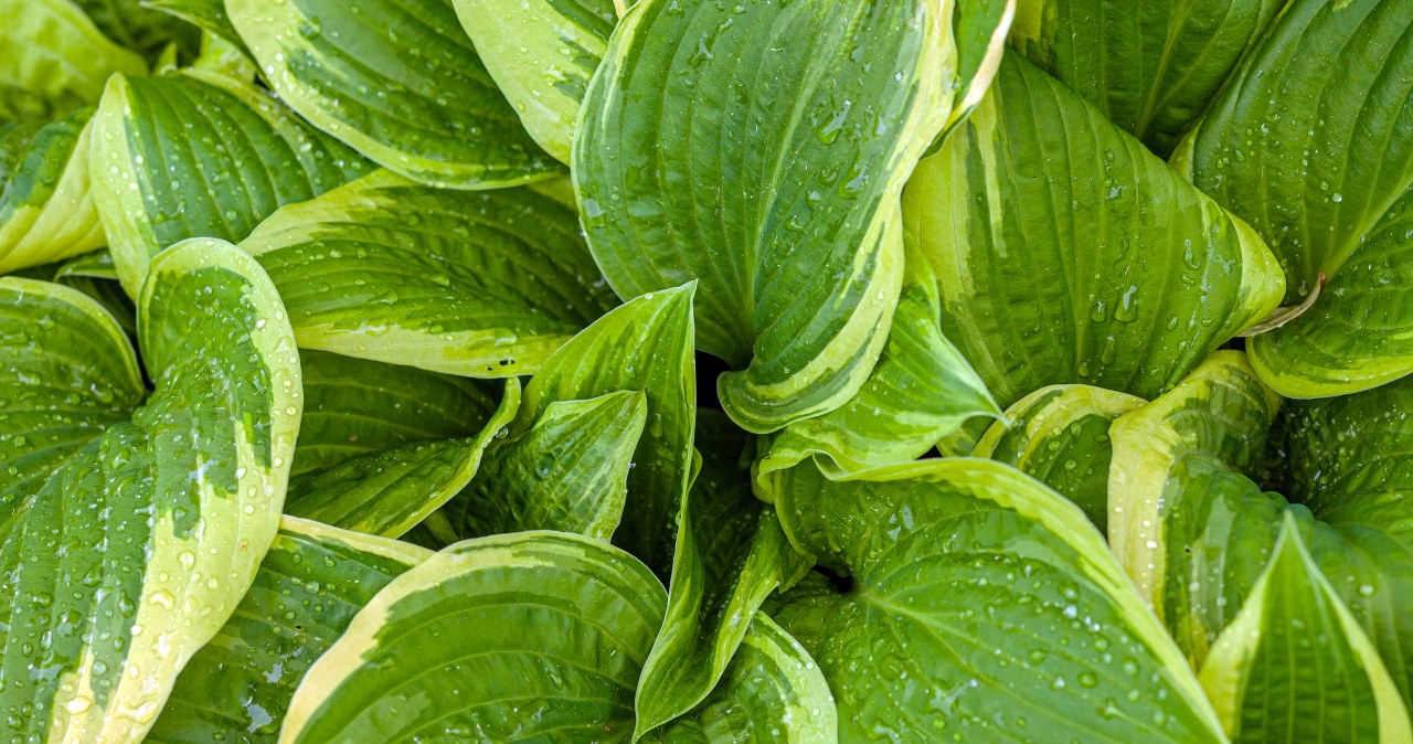 Funkie potrzebują naszej opieki przed zimą /123RF/PICSEL