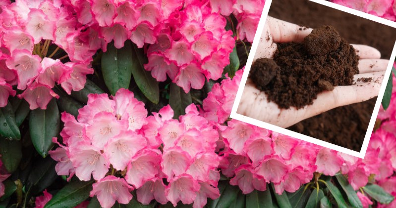 Fusy z kawy mogą uratować marniejące rododendrony, którym brązowieją liście /Pixel