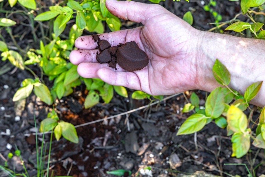 Fusy z kawy można zastosować jako nawóz w ogrodzie /Shutterstock