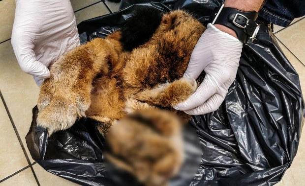 Futro rysia w zamrażarce. Zwierzę jest pod ścisłą ochroną