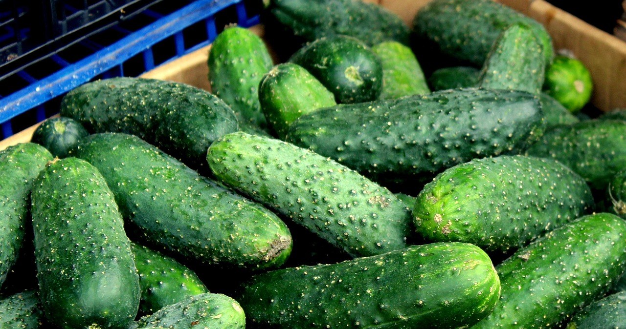 Ґрунтові огірки для вирощування у 2026 році. Які сорти обрати? /pixabay.com