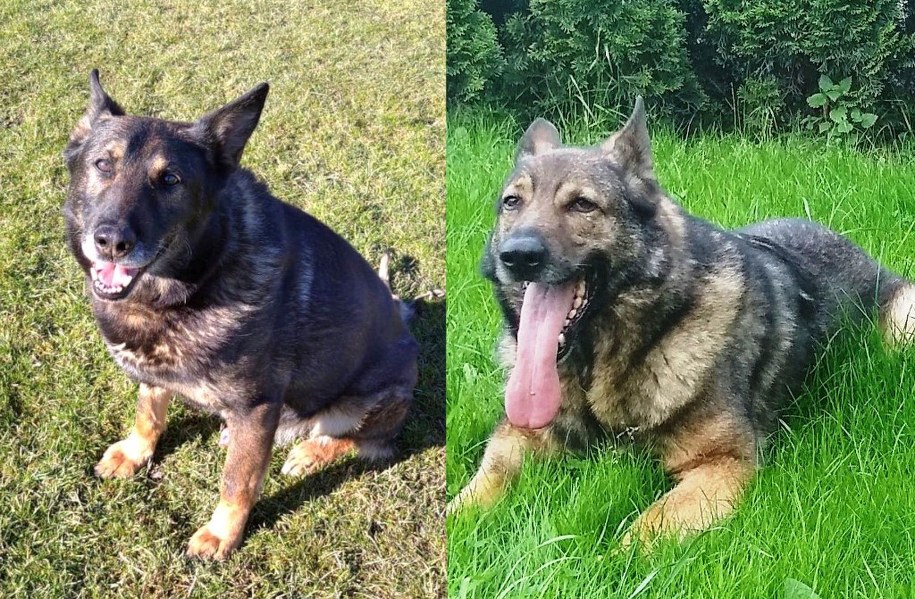 Gabono (po lewej) i Halny /Policja