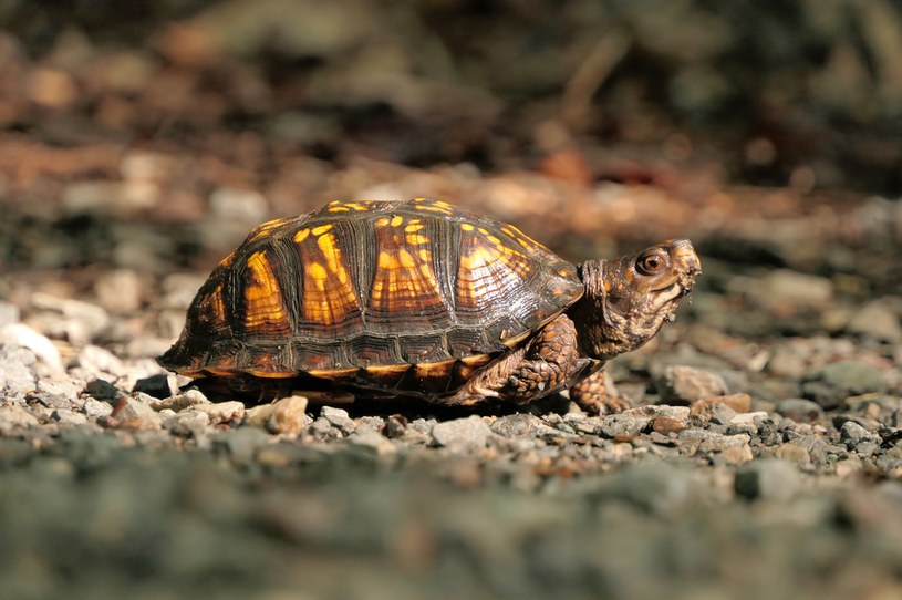 Gady wymierają w zastraszającym tempie /Unsplash