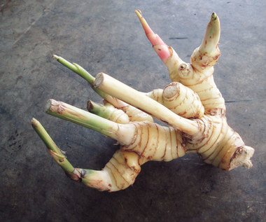 Galangal: Przyprawa, która leczy i odchudza