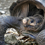 Galapagos: Znaleziono żywą samicę gatunku, który wyginął