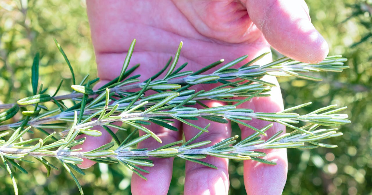 Gałązki świeżego rozmarynu / Nikolett Emmert