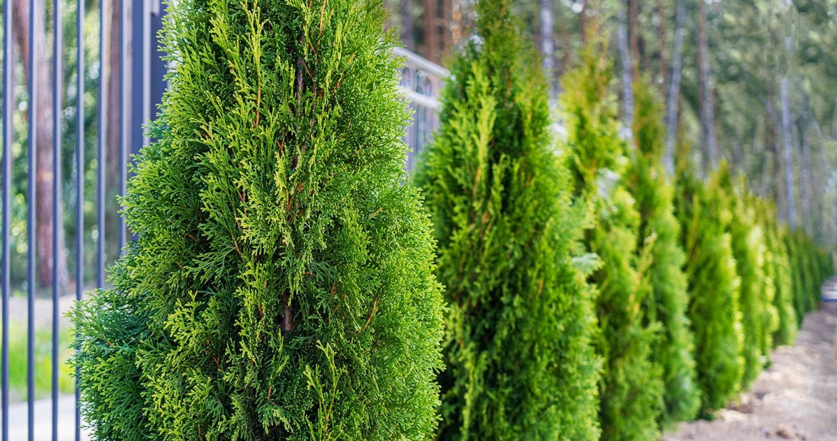 Gałązki z obciętych tui idealnie sprawdzą się jako ściółka pod hortensje czy rododendrony, a wypielęgnowane krzewy będą zachwycać urodą /123RF/PICSEL