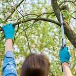 Gałęzie z drzewa sąsiada wchodzą na twoją działkę? Sprawdź, czy możesz je przyciąć