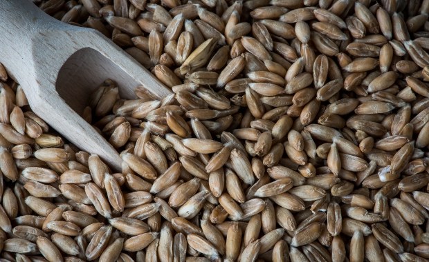 Galowie wynaleźli „próżniowe pakowanie” żywności 2,5 tys. lat temu!