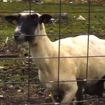 "Game of Goats": Kozy śpiewają czołówkę z "Gry o tron"!