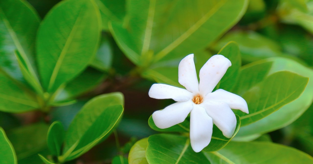 Gardenia tahitańska to piękna egzotyczna roślina, która kwitnie niemal przez cały rok /Laurent Lhote / Biosphoto /East News