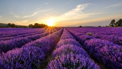 Gąsienice niszczą pola lawendy. Przybyły z Afryki z wiatrem sirocco