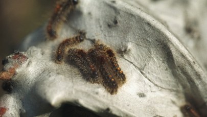 Gąsienice zaatakowały wioskę 