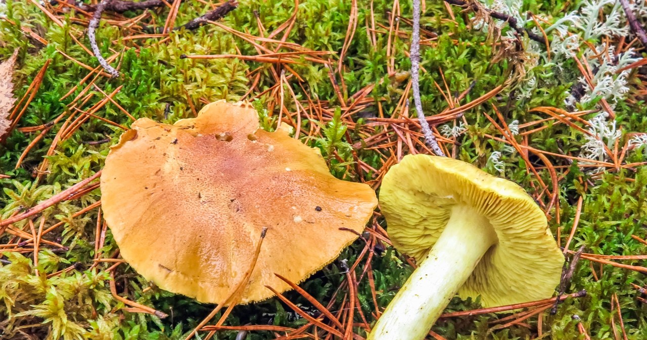 Gąska zielona nie nadaje się do suszenia. /123RF/Picsel, 123RF/Picsel /INTERIA.PL