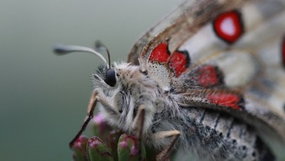Gatunek, który wyginął na wolności wróci do Karkonoszy?