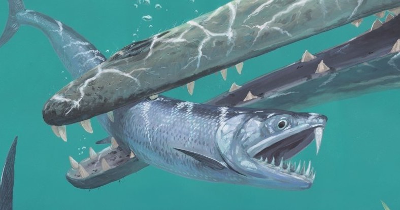 Gatunek Monosmilus chureloides prawdopodobnie polował na inne ryby /materiały prasowe