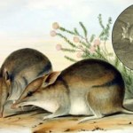 Gatunek wymarły ponad 100 lat temu powraca. Wideo zdumiało wszystkich