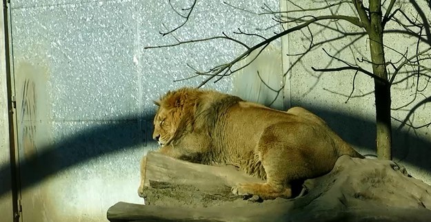 Gatunek zwierząt, który najbardziej przyciąga uwagę zwiedzających krakowskie ZOO, zwłaszcza na wiosnę, to oczywiście lew. /Józef Polewka /RMF FM